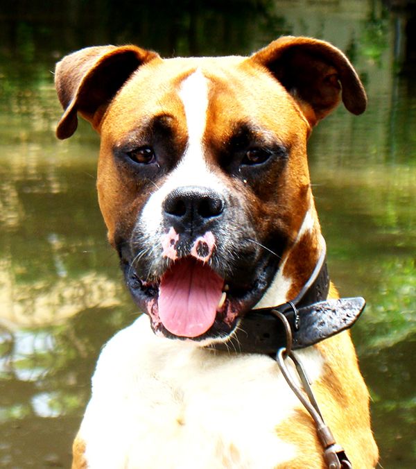 Happy Dog facing camera, head  and shoulders