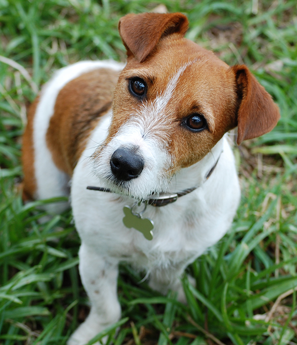 Jack Russell Terrier