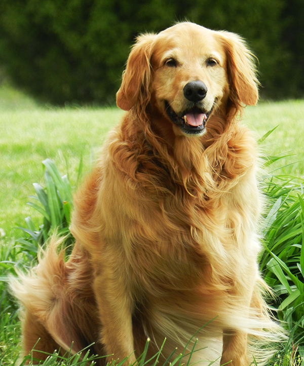 Golden retriever full body shot facing camera