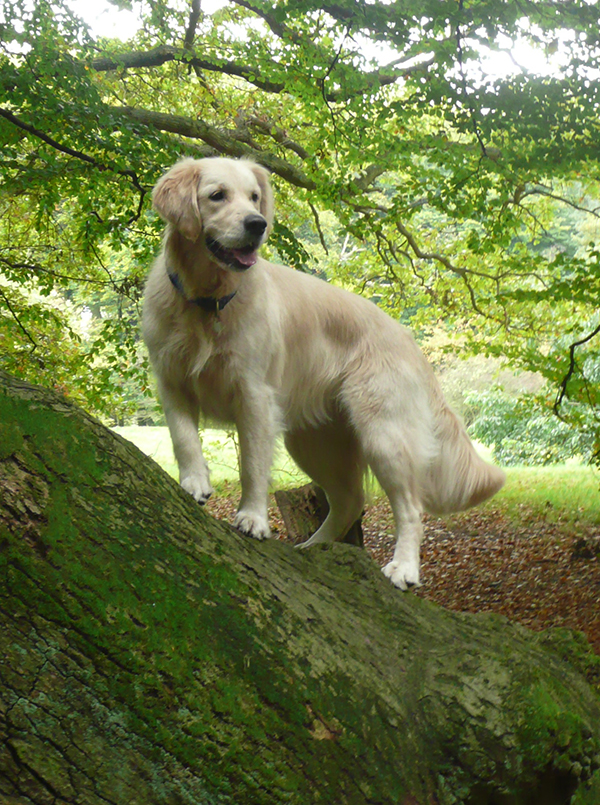 Golden retriever in a wood