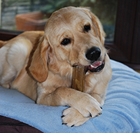 Golden Labrador chewing on a large dog chew. Copyright You And Your Dog