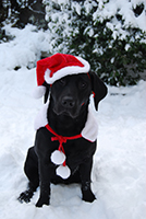 Sad looking black labrador wearing a Santa Claus costume. Copyright You And Your Dog
