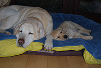 Sleeping old and young golden labradors. Copyright You And Your Dog