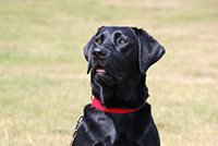 Black Labrador head and shoulders. Copyright You And Your Dog